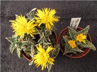 7a81b1b5-Faucaria tuberculosa.JPG